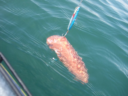 ���̂��i�}�R