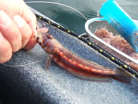 �m�[�}���ȃg���M�X