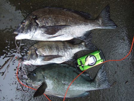 ��Q���މ�