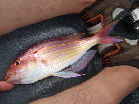 �R�T�b���N���X