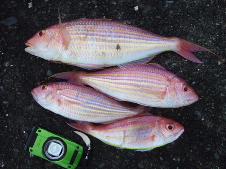 ����������ƃT�C�Y���~����������