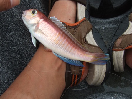 ���A�}�_�C�E�E