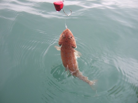 �O���͌��C