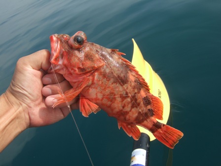 �m�[�}���^�J�T�S