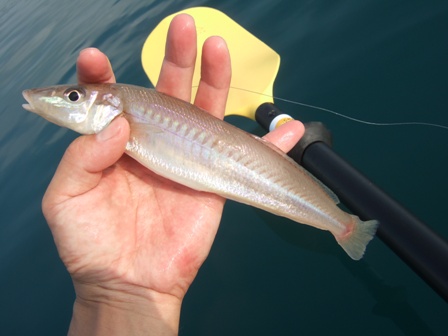 �ǌ^�V���M�X�f�d�s