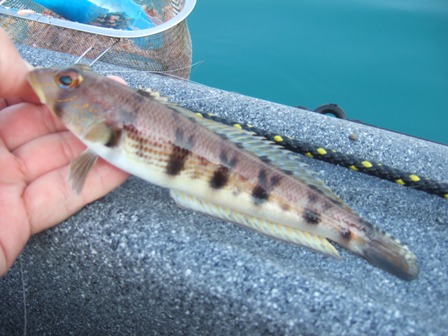 �N���J�P�g���M�X