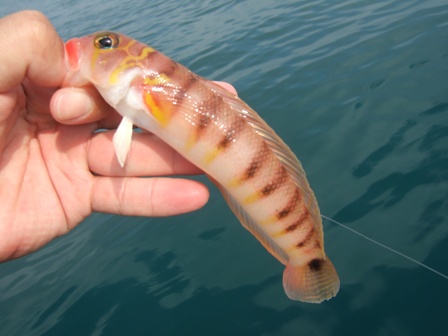 �I�L�g���M�X