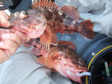 �{���P����