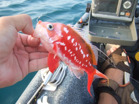 �T�N���_�C��