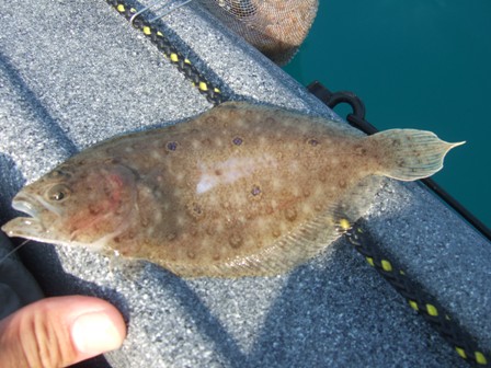 ���I���^�}�K���]�E�r����