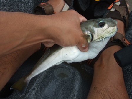 �V���T�o�t�O