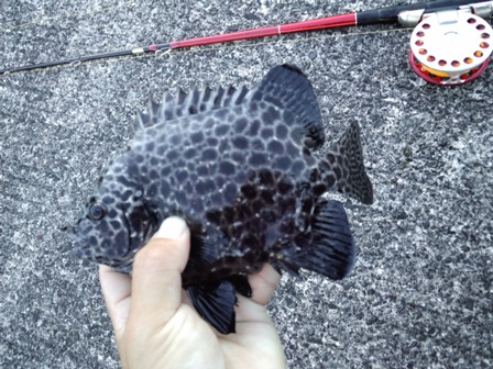 �����[�X�ς�