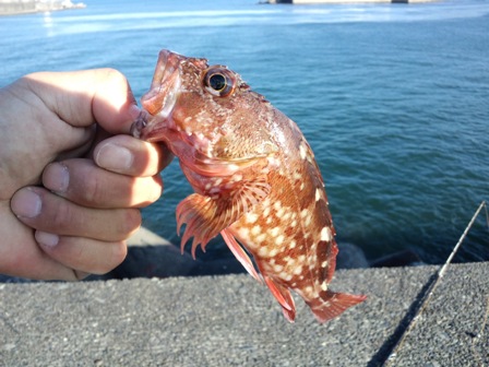 �v�X�̒ނ��ɂ�