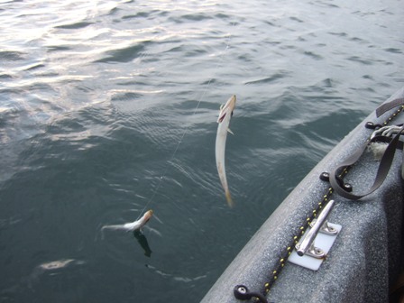 �������͏o��