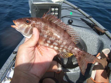 �C�g�t�G�t�L