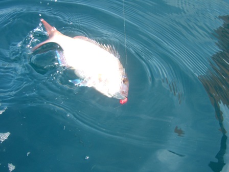 �P���ڂ͐^��