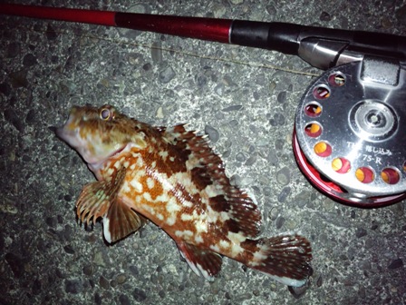 ���n�̃J�T�S