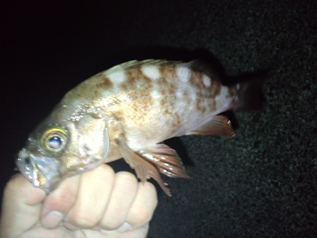 ���n�̃��o��