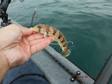 �N���J�P�N