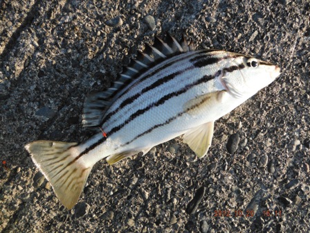 �V�}�C�T�L