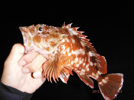 �Q�S�b���N���X