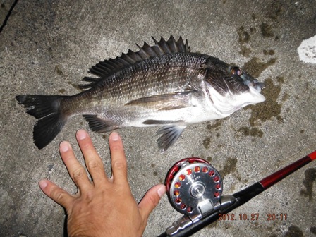 �������O��