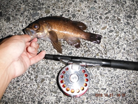 ���o���f�d�s