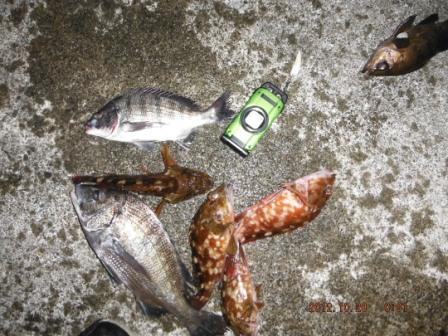 �L�[�v�̓C�}�C�`