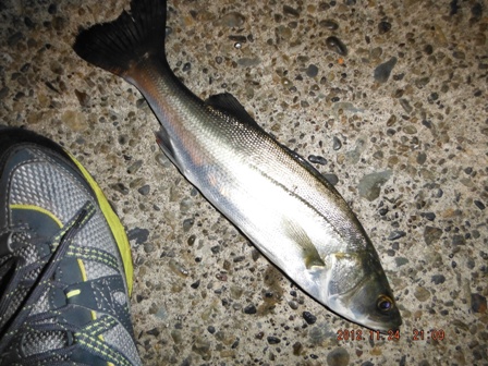 �V�[�o�X�̓����[�X