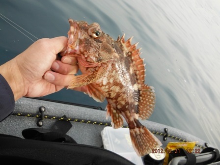 �J�T�S�f�d�s