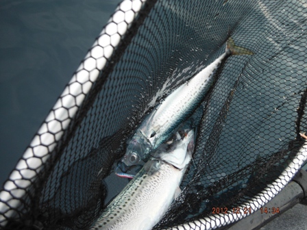 �I�̌Q�ꔭ��