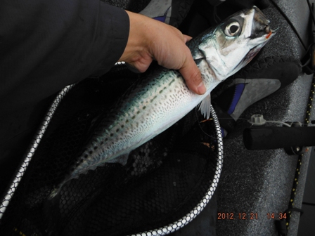 �S�Q�b���f�d�s