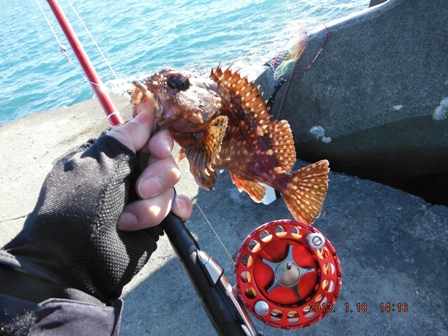 �܂��̓J�T�S