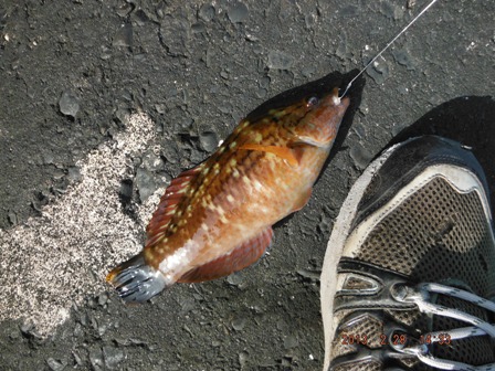 ��ԕ��𗘂����Ă����z