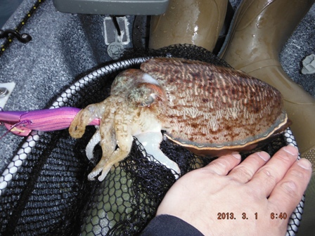 �e�B�b�v�������މ�