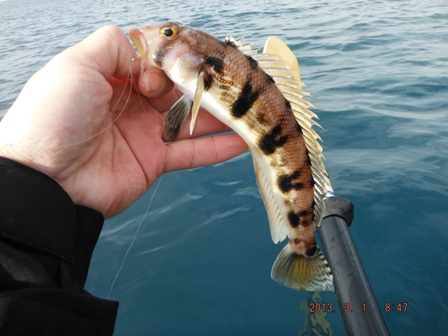 �N���J�P�g���M�X