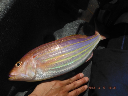 �ǌ^�{���f�d�s