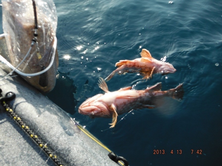 �{���f�d�s