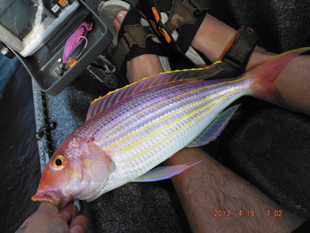 ������ǌ^