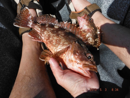 ����̂͂��̃J�T�S