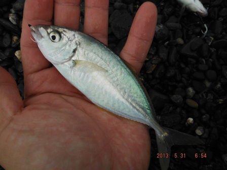 �V�}�A�W�̒t�����H