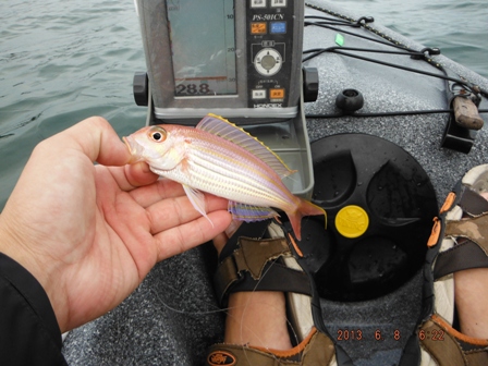 �ꉞ�{�������E�E�B