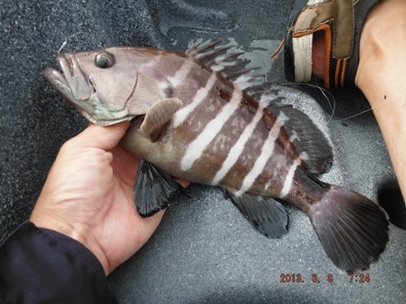 �{���ł͂Ȃ�����