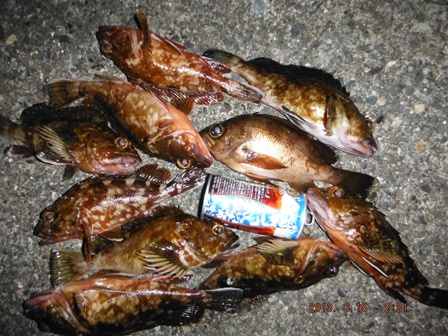 �����͗ǍD������