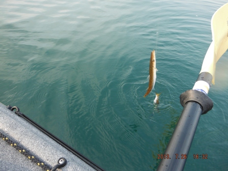 �C���J�}�C�^�`�̐���