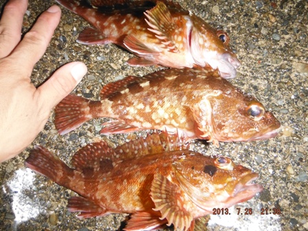 �B�e�ナ���[�X