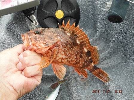 ����̃J�T�S