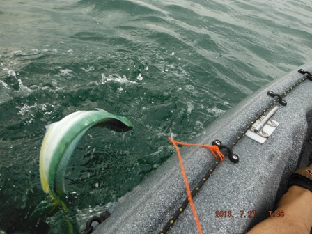 ���I���V�C���E�E�ɂȂ�\�肾������