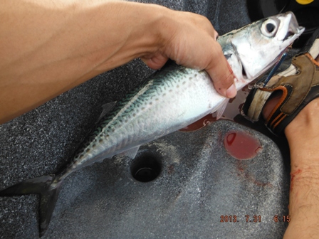 �[�ꂩ��S�}�I