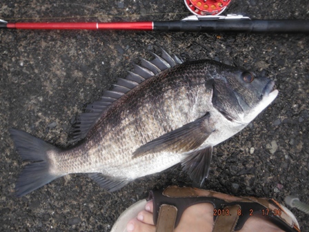 �{���f�d�s